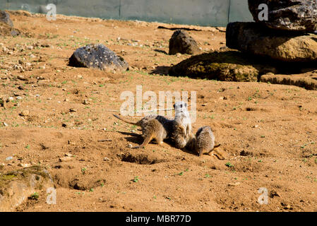 Meerkat est assis et regarde autour - funny animal - Beale Park Royaume-uni - 25.03.2017 Banque D'Images