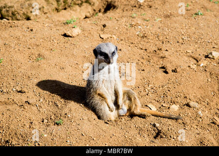 Meerkat est assis et regarde autour - funny animal - Beale Park Royaume-uni - 25.03.2017 Banque D'Images