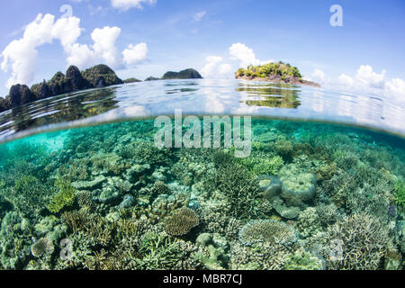 Les coraux sains se développent dans les eaux peu profondes près des îles éloignées de Misool, Raja Ampat, en Indonésie. Cette région tropicale étonnante des ports de la biodiversité marine. Banque D'Images