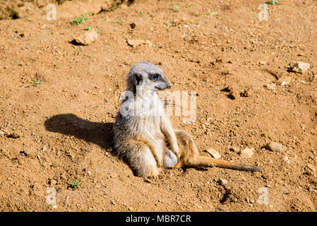 Meerkat est assis et regarde autour - funny animal - Beale Park Royaume-uni - 25.03.2017 Banque D'Images