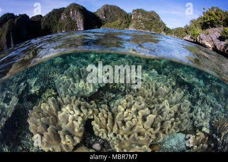 Les coraux sains se développent dans les eaux peu profondes près des îles éloignées de Misool, Raja Ampat, en Indonésie. Cette région tropicale étonnante des ports de la biodiversité marine. Banque D'Images