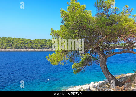 Mer Adriatique avec conifer au premier plan, Croatie Banque D'Images