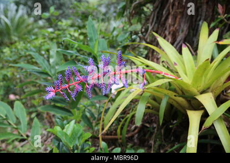 L'Aechmea Blue Tango Bromeliad flower Banque D'Images