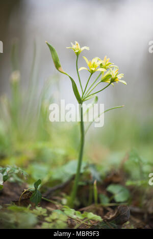 Étoile jaune-de-Bethléem (Gagea lutea) dans Waldboden, Rhénanie du Nord-Westphalie, Allemagne Banque D'Images