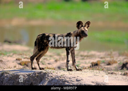 Chien sauvage d'Afrique (Lycaon pictus), adulte, alerte, Sabi Sand Game Reserve, Kruger National Park, Afrique du Sud Banque D'Images