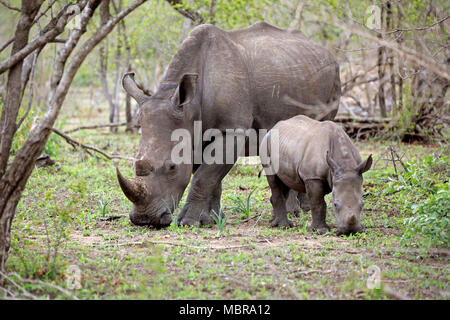 Les rhinocéros blanc (Ceratotherium simum), adulte, animal mère avec les jeunes à la recherche de nourriture des animaux dans la brousse, manger Banque D'Images