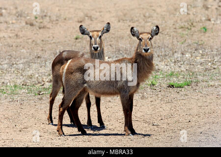 Cobe à croissant (Kobus ellipsiprymnus Ellipsen), adulte, deux animaux, alerte, savane sèche, Kruger National Park, Afrique du Sud Banque D'Images