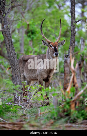 Cobe à croissant (Kobus ellipsiprymnus Ellipsen), adulte, homme, se trouve entre les arbres, Kruger National Park, Afrique du Sud Banque D'Images