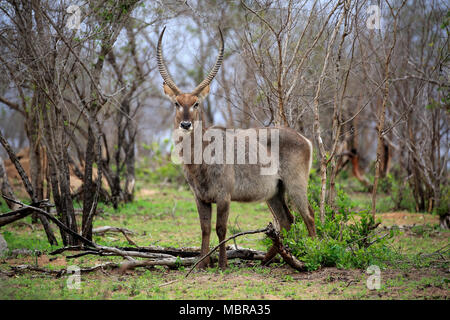 Cobe à croissant (Kobus ellipsiprymnus Ellipsen), adulte, homme, debout dans les buissons, Kruger National Park, Afrique du Sud Banque D'Images