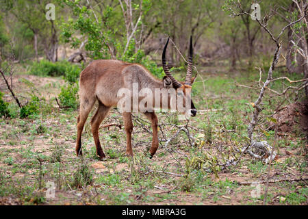 Cobe à croissant (Kobus ellipsiprymnus Ellipsen), adulte, homme, marchant à travers les buissons, Kruger National Park, Afrique du Sud Banque D'Images