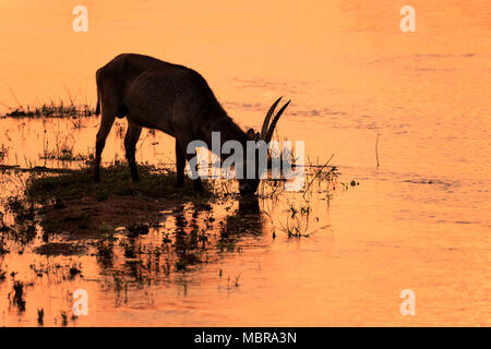 Cobe à croissant (Kobus ellipsiprymnus Ellipsen) mâle adulte, sur l'eau, silhouette, coucher de soleil, Kruger National Park, Afrique du Sud Banque D'Images