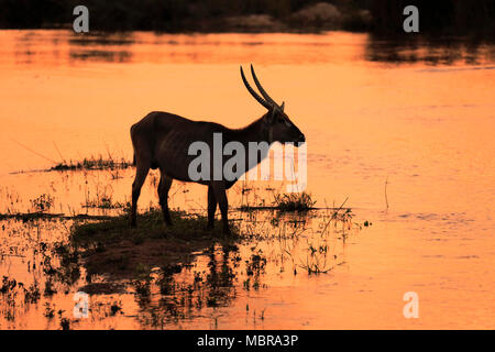 Cobe à croissant (Kobus ellipsiprymnus Ellipsen) mâle adulte, sur l'eau, silhouette, coucher de soleil, Kruger National Park, Afrique du Sud Banque D'Images