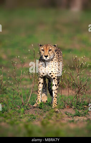 Le Guépard (Acinonyx jubatus), adulte, alerte, l'observation, la concentration, Sabi Sand Game Reserve, Kruger National Park, Afrique du Sud Banque D'Images