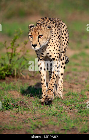 Le Guépard (Acinonyx jubatus), adulte, d'observation, d'alerte, la traque, la concentration, Sabi Sand Game Reserve, Kruger National Park Banque D'Images