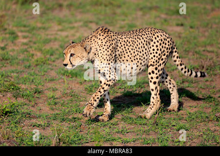 Le Guépard (Acinonyx jubatus), adulte, d'observation, d'alerte, la traque, la concentration, Sabi Sand Game Reserve, Kruger National Park Banque D'Images