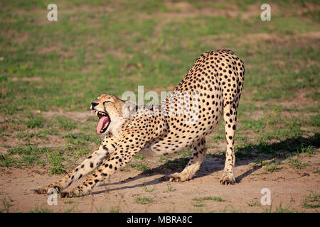 Le Guépard (Acinonyx jubatus), adulte, bâillements, étirements, Sabi Sand Game Reserve, Kruger National Park, Afrique du Sud Banque D'Images