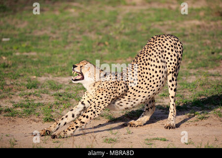 Le Guépard (Acinonyx jubatus), adulte, bâillements, étirements, Sabi Sand Game Reserve, Kruger National Park, Afrique du Sud Banque D'Images