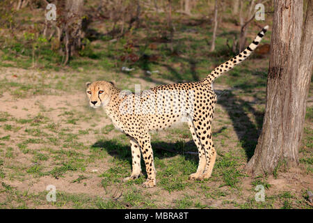 Le Guépard (Acinonyx jubatus), mâle adulte, marquant son territoire sur un arbre, le comportement territorial, Sabi Sand Game Reserve Banque D'Images