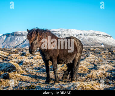 Cheval islandais (Equus islandicus) en face de montagnes couvertes de neige, le sud de l'Islande, Islande Banque D'Images