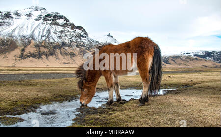 Cheval islandais (Equus islandicus) Boissons à partir d'une petite rivière en face de montagnes couvertes de neige, le sud de l'Islande, Islande Banque D'Images