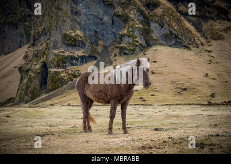 Cheval islandais (Equus islandicus) en face de paysage de montagne, le sud de l'Islande, Islande Banque D'Images