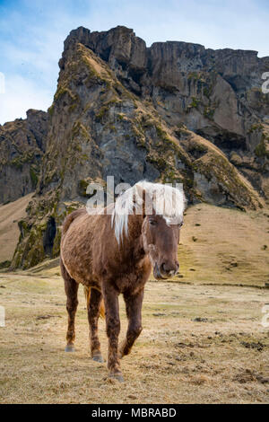 Cheval islandais (Equus islandicus) en face de paysage de montagne, le sud de l'Islande, Islande Banque D'Images