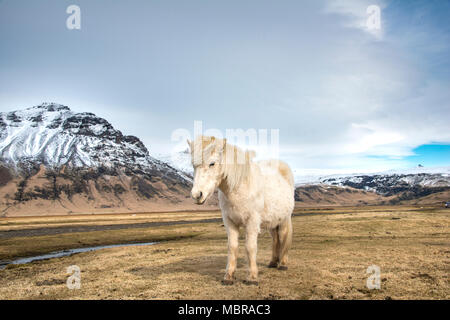 Cheval blanc (Equus islandicus) en face de montagnes couvertes de neige, le sud de l'Islande, Islande Banque D'Images