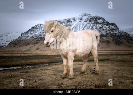 Cheval blanc (Equus islandicus) en face de montagnes couvertes de neige, le sud de l'Islande, Islande Banque D'Images