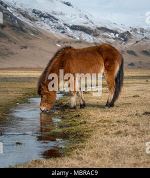 Cheval islandais (Equus islandicus) Boissons à partir d'une petite rivière en face de montagnes couvertes de neige, le sud de l'Islande, Islande Banque D'Images