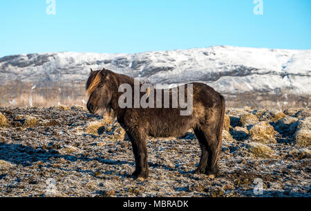 Cheval islandais (Equus islandicus) en face de montagnes couvertes de neige, le sud de l'Islande, Islande Banque D'Images