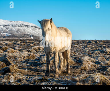 Cheval islandais (Equus islandicus) en face de montagnes couvertes de neige, le sud de l'Islande, Islande Banque D'Images