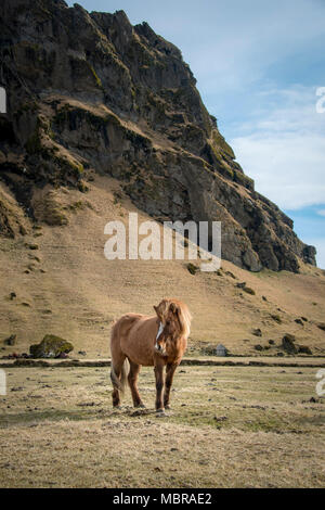 Cheval islandais (Equus islandicus) en face de paysage de montagne, le sud de l'Islande, Islande Banque D'Images