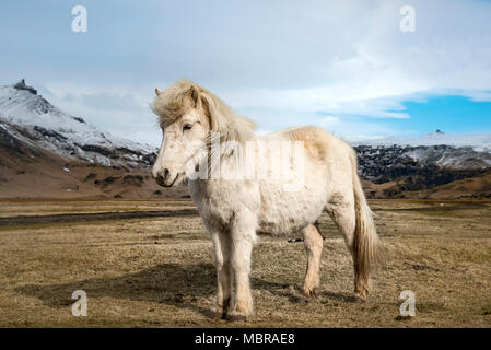 Cheval blanc (Equus islandicus) en face de montagnes couvertes de neige, le sud de l'Islande, Islande Banque D'Images