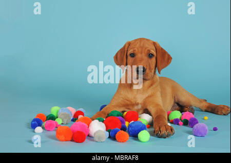 Chiot Labrador Retriever, 10 semaines, avec des boules de tissu, studio shot Banque D'Images