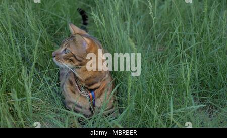 Bengal chat marche dans l'herbe. Il montre différentes émotions. Le chat regarde ailleurs. Oreilles sur le vertex, pointant vers l'avant : le chat est de bonne humeur, prêt pour le jeu. Banque D'Images