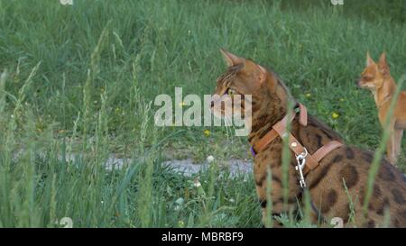 Bengal chat marche dans l'herbe. Il montre différentes émotions. Le chat regarde ailleurs. Oreilles sur le vertex, pointant vers l'avant : le chat est de bonne humeur, prêt pour le jeu. Banque D'Images