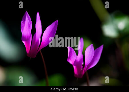 Cyclamen fleurs de printemps en forêt, Close Up Banque D'Images