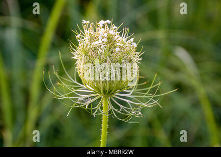 Close up of Queen Anne's Lace bud avec Spider web en été meadow Banque D'Images