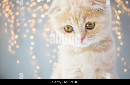 Close up of Scottish Fold chaton Banque D'Images