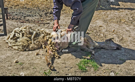 Agriculteur effectue traditionnel spring dépose de la laine des moutons. Banque D'Images