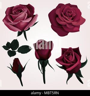 Roses réalistes rouge profond Vector Clip Art Ensemble de 6 image fleur marsala Illustration de Vecteur