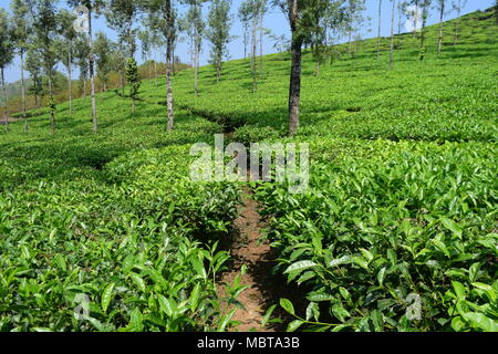 Plateau Estate Scenic plantation de thé dans les Ghâts occidentaux de l'Inde Kerala Vagamon hills Banque D'Images