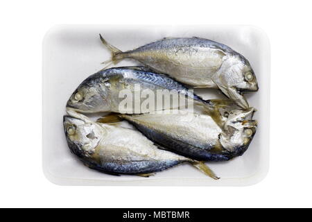 Maquereau à la vapeur du poisson cru dans le bac à mousse, Platow, PLA2, d'une pellicule plastique isolé sur fond blanc en mousse Banque D'Images