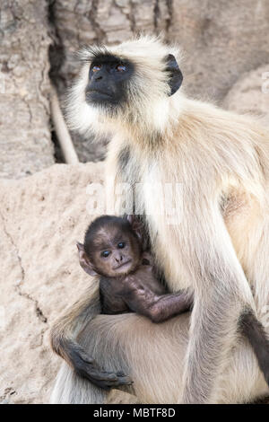 Mère et bébé Gray Langurs Hanuman ou Langurs, Semnopithecus, Bandhavgarh National Park, Tala, Madhya Pradesh, Inde Banque D'Images