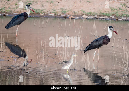 Deux cigognes, Leptopilos moindre adjudant douteux, et un Indien, crabier Ardeola grayii, dans un étang, Bandhavgarh National Park, Madhya Pradesh, Inde Banque D'Images