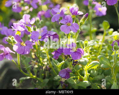 Close up de belle rock cress Aubrieta deltoidea violette Banque D'Images