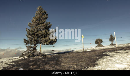 Lonely tree sur le bord d'un ravin Banque D'Images