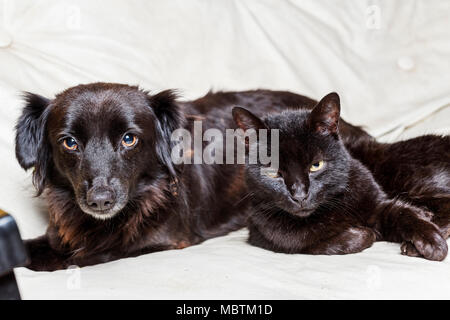 Chien Noir et black cat looking at camera sur fond blanc Banque D'Images