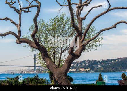 Istanbul, Turquie, 17 avril 2006 : Arbre avec pont du Bosphore Banque D'Images