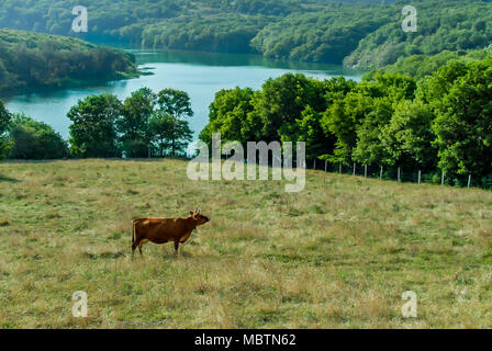 Istanbul, Turquie, 22 mai 2006 : vache dans l'herbe avec la vue du barrage Banque D'Images